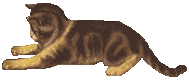 kitty